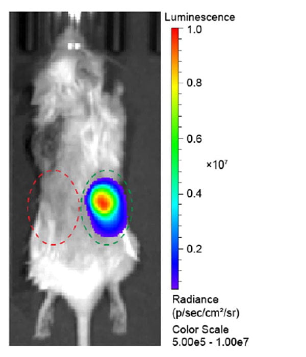 Detection of NanoLuc activity.
