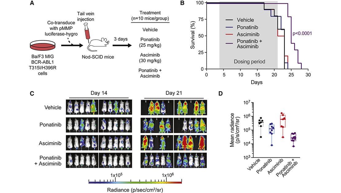 Combined Treatment with Asciminib and Ponatinib In Vivo Illustration