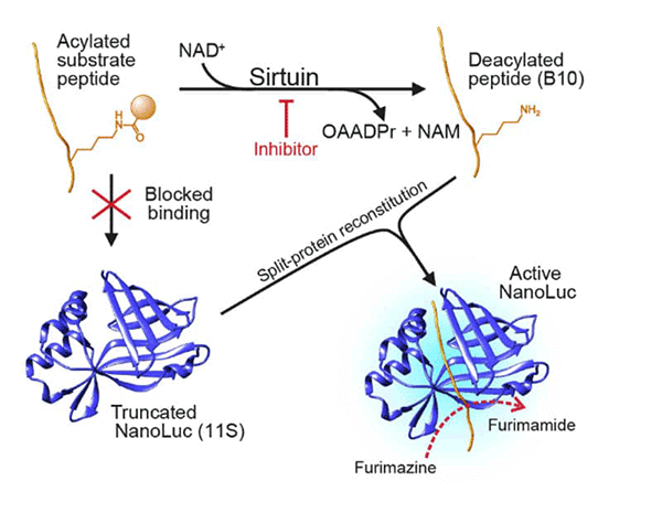 A Bioluminescent Assay for Direct Measurement of Sirtuin Activity in Cancer Cells