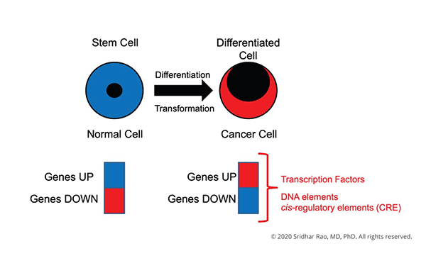 Stem Cell Differentiation