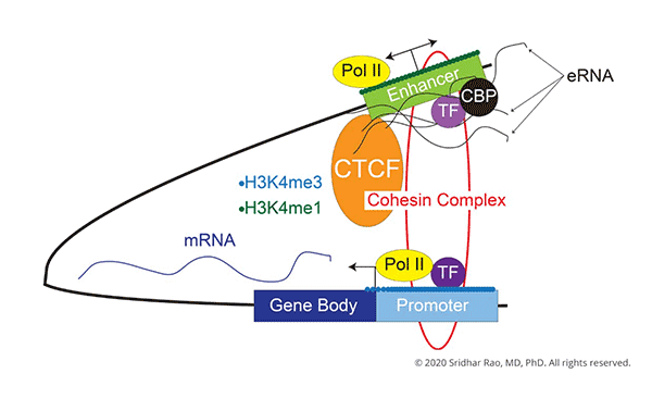 distal CREs (enhancers)