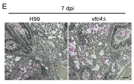 Kastrup Publication Illustration