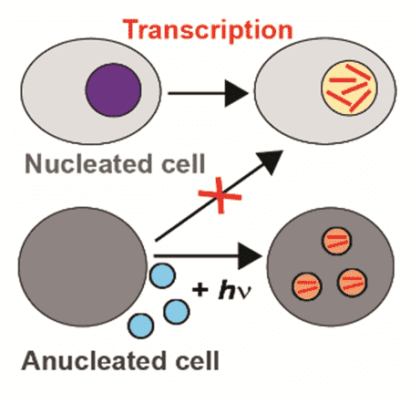 Kastrup Publication Illustration