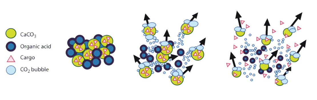 Microparticle Illustration