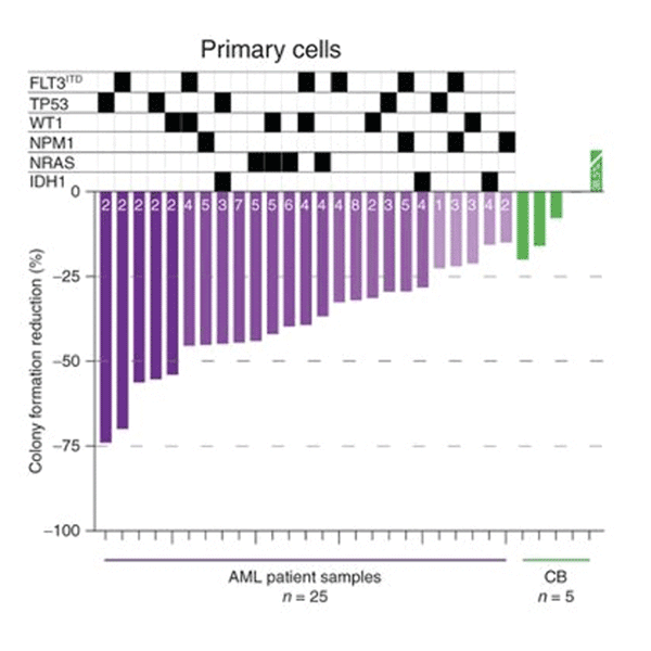 AML cells illustration.